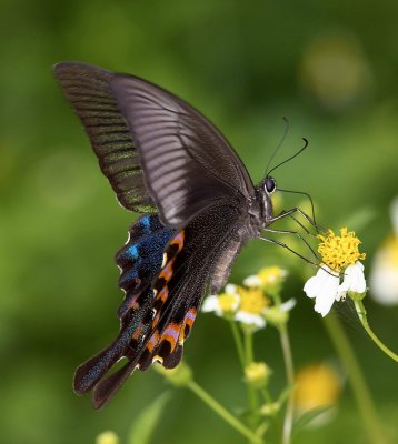 Chinese Peacok 碧鳯蝶 Papilio Bianor