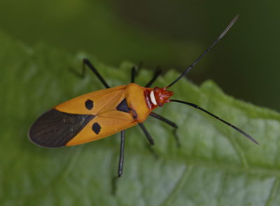 Red Cotton Bug 赤星椿象