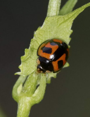 Six-banded Ladybird Beetle 六斑月瓢蟲
