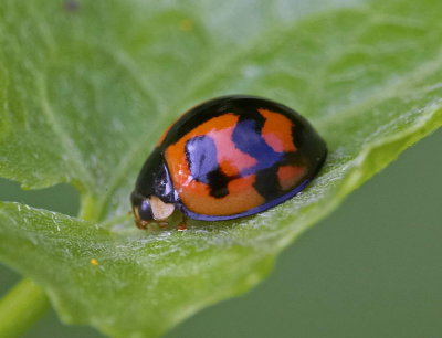 Six-banded Ladybird Beetle 六斑月瓢蟲