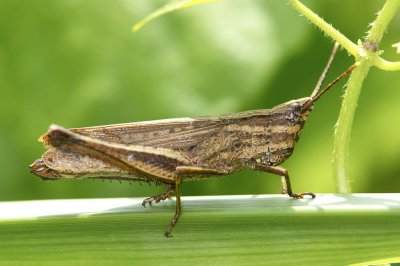 Slant-faced Grasshopper 僧帽佛蝗 Phaleoba infumata