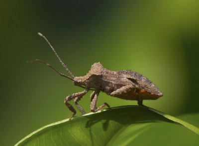Coreid Bug ,Acanthocoris scaber