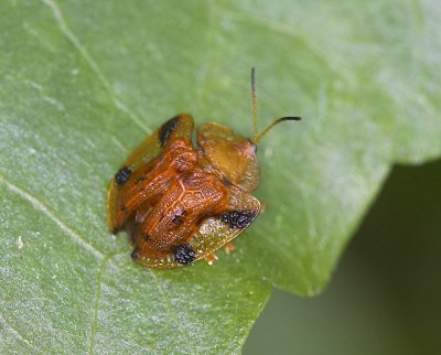 Tortoise Beetle 甘薯臘龜甲 Laccoptera quadrimaculata