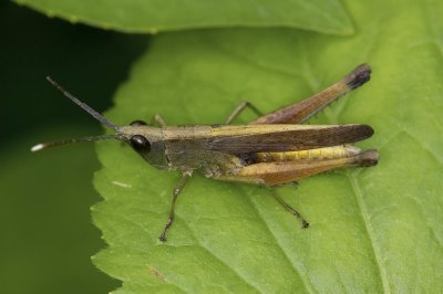 Slant-faced Grasshopper 長角佛蝗 Phlaeoba antennata