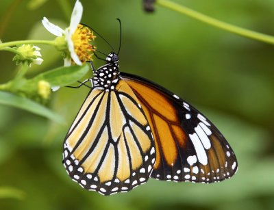 Common Tiger 虎斑蝶 Danaus genutia