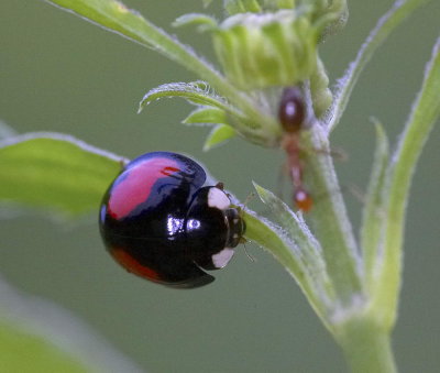 Ladybird Beetle 雙帶盤瓢蟲 Lemnia biplagiata
