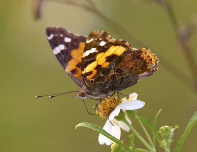 Indian Red Admiral 大紅蛺蝶 Vanessa indica