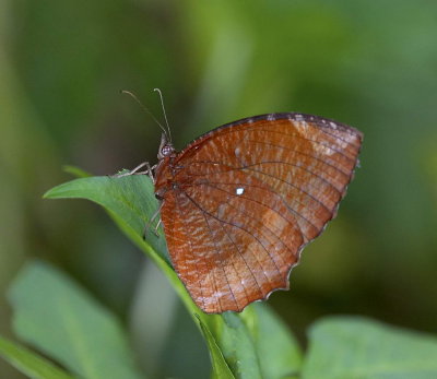 Common Palmfly 翠䄂鋸眼蝶 Elymnias hypermnestra