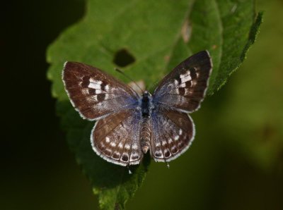 Oriental Striped Blue (female) 細灰蝶 Leptotes plinius