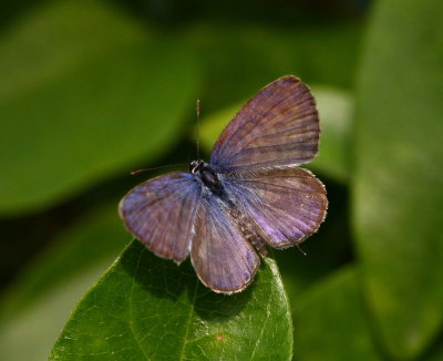 Oriental Striped Blue (male) 細灰蝶 Leptotes plinius