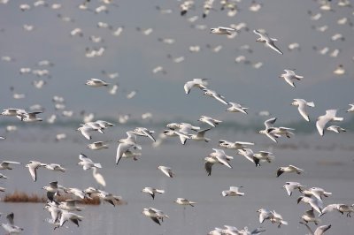 Black-headed Gull 紅咀鷗