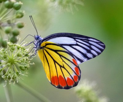 Pieridae (Whites, Yellows)   粉蝶