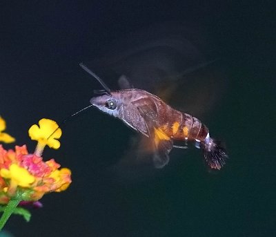 Hawk Moth 長喙天蛾 Macroglossum sp.
