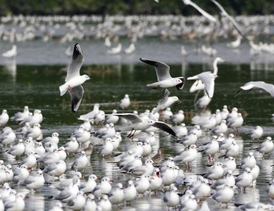 Black-headed Gull 紅咀鷗