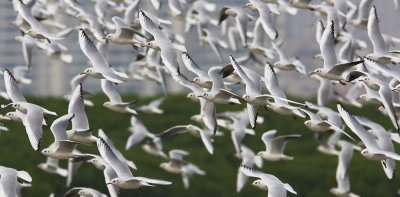 Black-headed Gull 紅咀鷗