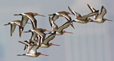 Black-tailed Godwit 黑尾塍鷸