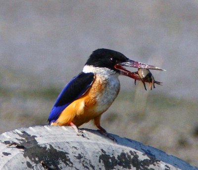 Black-capped Kingfisher 藍翡翠
