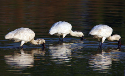 Black-faced spoonbill 黑臉琵鷺