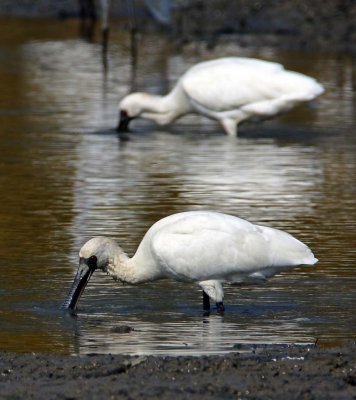 Black-faced spoonbill 黑臉琵鷺