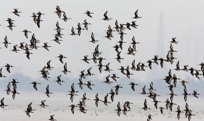 Black-tailed Godwit 黑尾塍鷸