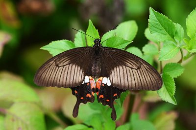 Common Mormon (female) 玉帶鳳蝶 Papilio Polytes (Form polytes)