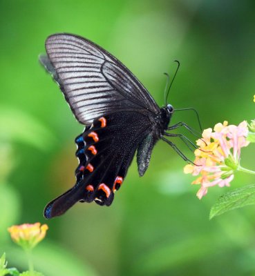 Chinese Peacok 碧鳯蝶 Papilio Bianor