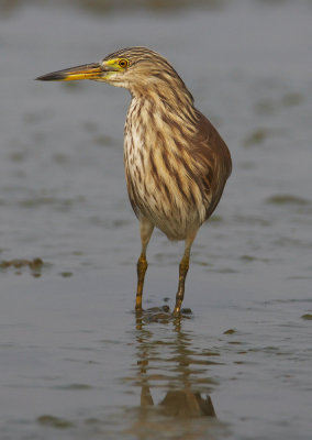 Chinese Pond Heron 池鷺