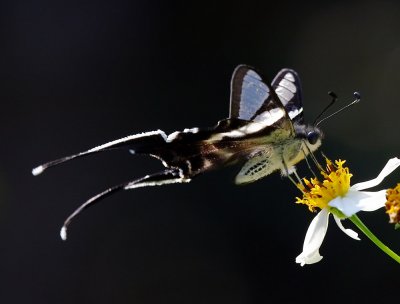 White Dragontail 燕鳳蝶 Lamproptera curius