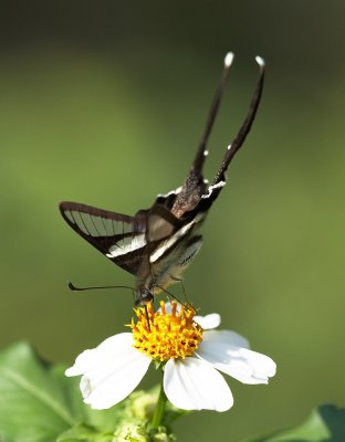 White Dragontail 燕鳳蝶 Lamproptera curius