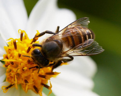 Chinese Honey Bee 東方蜜蜂 Apis cerana