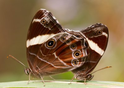 Banded Tree Brown 白帶黛眼蝶 Lethe confusa