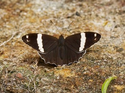 Banded Tree Brown 白帶黛眼蝶 Lethe confusa