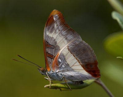 White Commodore 丫紋俳蛺蝶 Parasarpa dudu