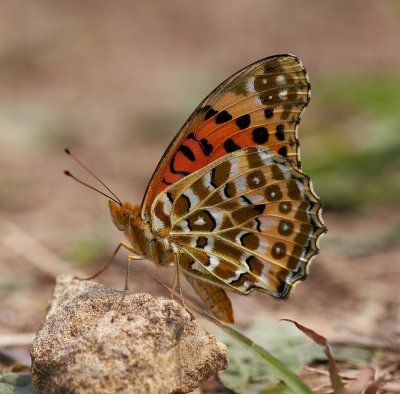 Indian Fritillary (male) 斐豹蛺蝶（雄）Argyreus hyperbius