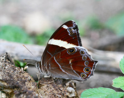 Banded Tree Brown 白帶黛眼蝶 Lethe confusa