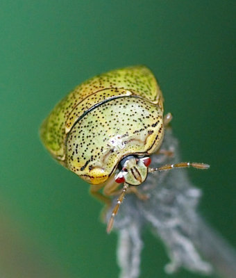 Flea Beetle 桔潛跳甲 Podagricomela nigricollis
