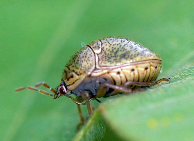 Flea Beetle 桔潛跳甲 Podagricomela nigricollis