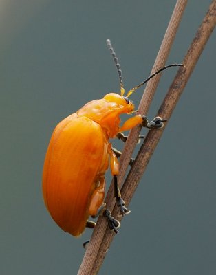 Flea Beetle 黃色凹緣跳甲 Podontia lutea