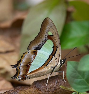Common Nawab 窄斑鳳尾蛺蝶 Polyura Athamas