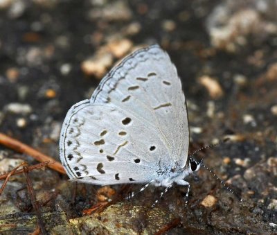 Plain Hedge Blue 薰衣琉璃灰蝶 Celastrina lavendularis