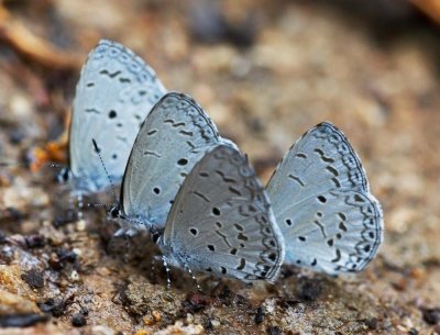 Plain Hedge Blue 薰衣琉璃灰蝶 Celastrina lavendularis