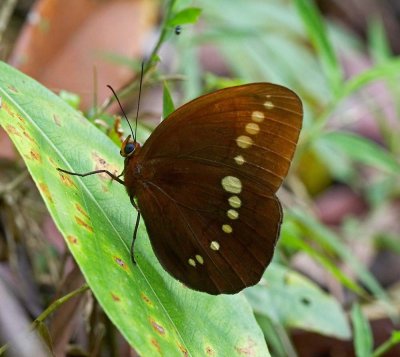 Large Faun 串珠環蝶 Faunis Eumeus