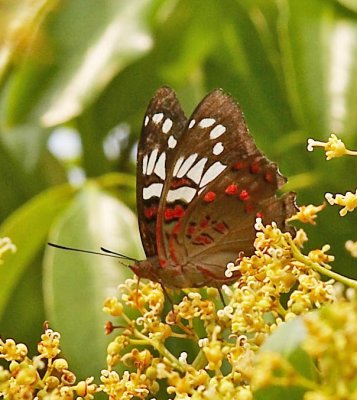 Gaudy Baron (Female) 紅斑翠蛺蝶（雌）Euthalia lubentina