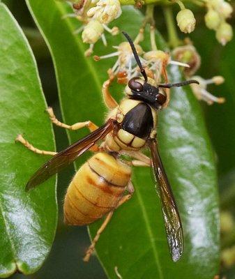 Common Wasp 黑盾胡蜂 Vespa bicolor