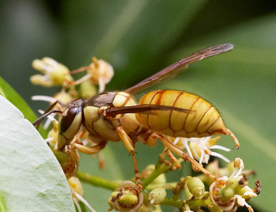 Common Wasp 黑盾胡蜂 Vespa bicolor