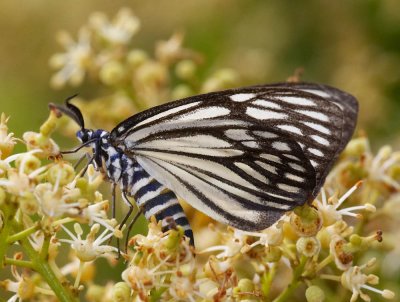 Black-veined Burnet Moth 蝶形錦斑蛾 Cyclosia papilionaris