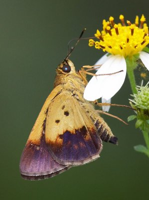 Purple & Golden  Flitter 黃裳腫脈弄蝶 Zographetus satwa