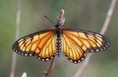 Yellow Coster (female) 苧麻珍蝶 Acraea issoria