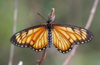 Yellow Coster (female)  苧麻珍蝶 Acraea issoria