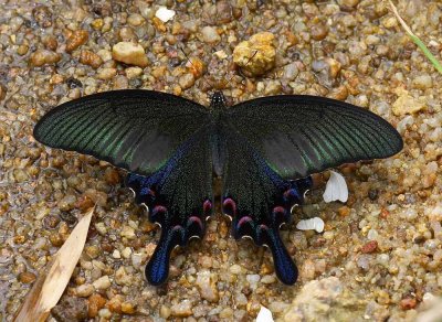 Chinese Peacok 碧鳯蝶 Papilio Bianor